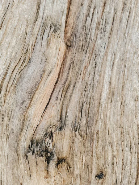 Sepotong Besar Batang Pohon Latar Belakang Kayu Keras Coklat Netral — Stok Foto