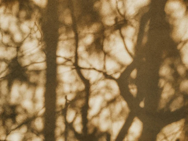 Sombras Árvores Densas Parede Bege Dia Ensolarado Abstrato Desfocado Fundo — Fotografia de Stock
