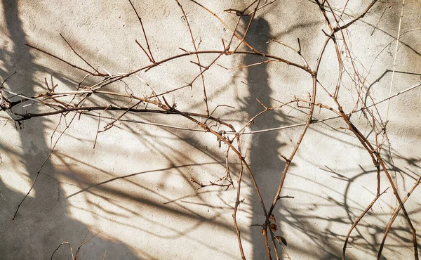 Tree shadows in a sunny day. Thin branches near the wall. Natural background, branches shadow close up.