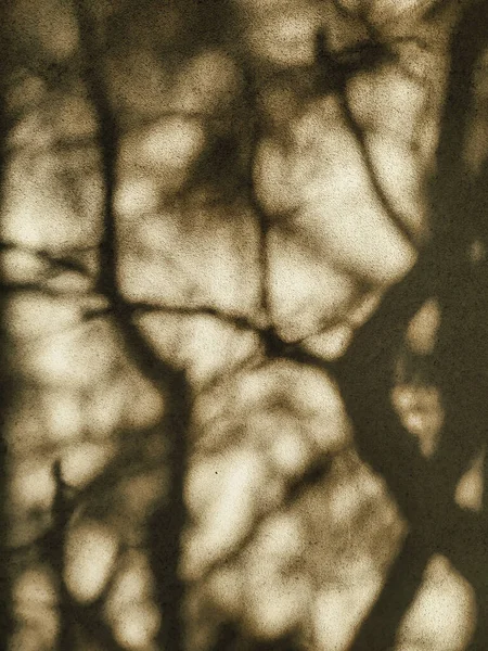 ベージュの壁に晴れた日には濃い枝が影を落とします 自然抽象的な背景 木の影を閉じて ぼやけた有機的な質感 — ストック写真