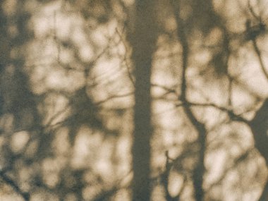 Güneşli bir günde bej duvardaki bulanık, sık ağaç gölgeleri. Doğal soyut arka plan. Dallar gölgede kalır. Ayrıntılı doku.