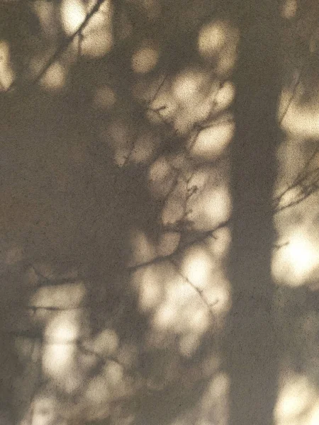 베이지 벽에는 그늘이 드리워져 자연적 추상적 가지들의 그림자 감촉을 — 스톡 사진