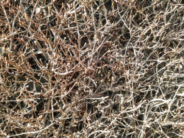 Bahçe bitkileri, organik doku. İlkbaharın başlarında küçük yaprakları olan yoğun çalılar. Kahverengi dalları olan doğal bir arka plan. En küçük arkaplan fotoğrafı.