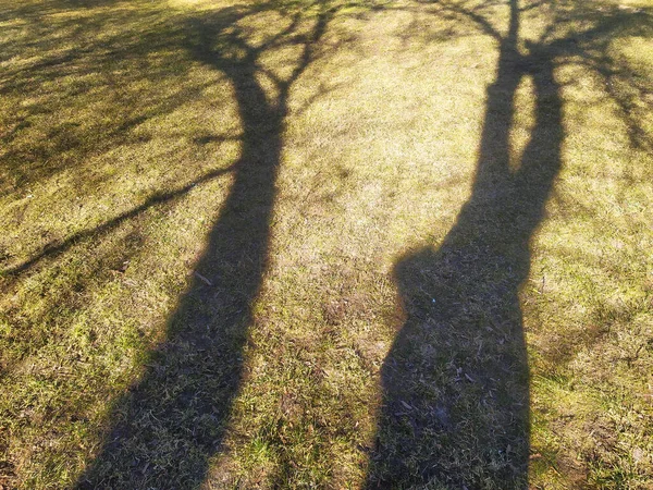 Tree shadow on green grass lawn. Garden soil with grass and shadows on it. Organic natural texture. Minimal background photo. Garden plants, landscaping.