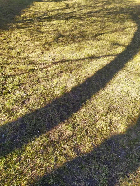 Tree shadow on green grass lawn. Garden soil with grass and branch summer shadows on it. Organic natural texture. Minimal background photo. Garden plants, landscaping.