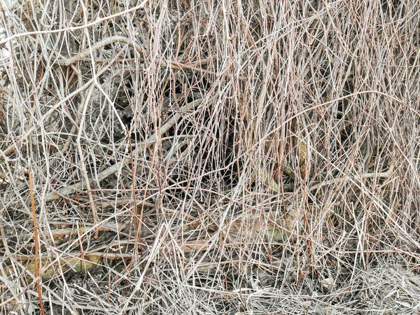 冬天没有叶子的茂密的灌木丛 有棕色修剪过的枝条的天然背景 最小的背景照片 干园艺植物的有机质感 — 图库照片