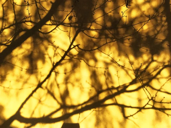 가지들은 어두운 그림자를 가까이에 드리운다 자연적 추상적 노란색 벽에는 그늘이 — 스톡 사진