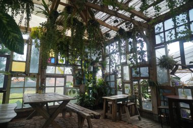 Saf ahşap masaları, asma sarmaşıkları ve renkli geri dönüşümlü pencereleri olan rahat bir sera kahvesi. Parlak doğal ışık ve bereketli yeşillik barışçıl, çevre dostu ve sanatsal bir atmosfer yaratır..