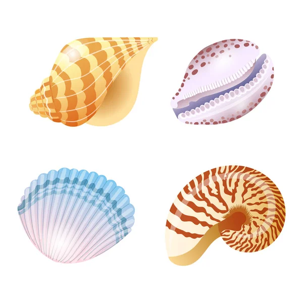 Készlet Vektor Illusztrációk Kagylók Különböző Formájú Típusú Rajzfilm Stílusban Vektorillusztráció — Stock Vector