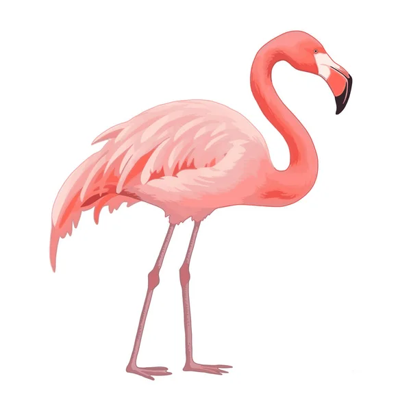 卡通风格中在白色背景上孤立的粉色火烈鸟矢量图 — 图库矢量图片