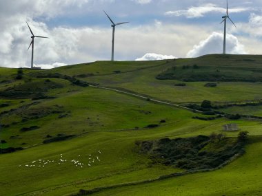 flock of sheep grazing in green meadows with wind turbines, Sicily, Italy