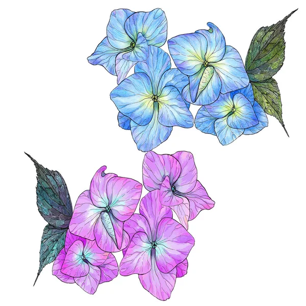 Blüten Und Blätter Von Hortensien Verwenden Sie Gedruckte Materialien Schilder — Stockvektor