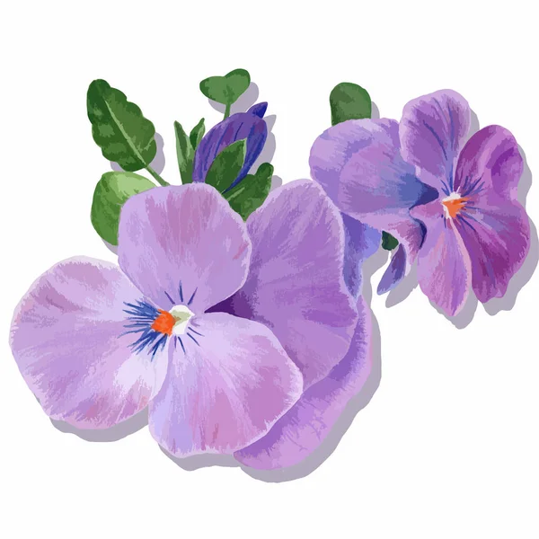 Vector Floral Art Pansy Flowers Violets Buds Leaves Collage Flowers — Stock Vector