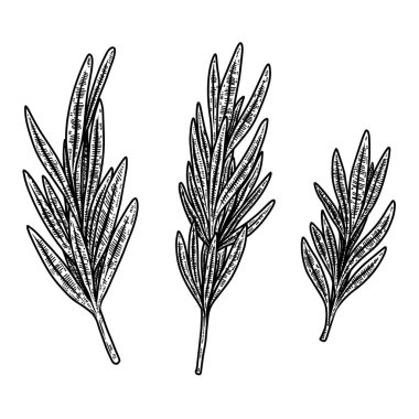 İşleme tarzında bir dizi biberiye çizimi. Logo, amblem, işaret, poster, kart, pankart için tasarım elemanı. Vektör illüstrasyonu