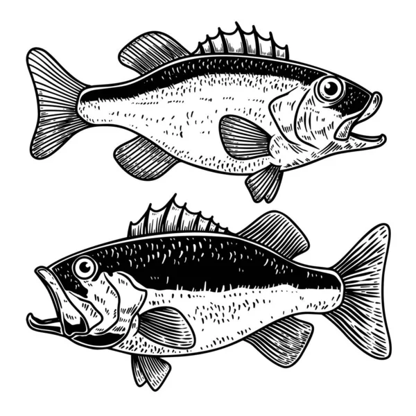 Şleme Tarzında Levrek Balığı Tasviri Logo Etiket Tabela Poster Tişört — Stok Vektör