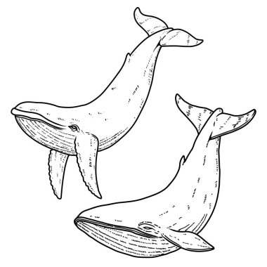 Set of Illustrations of whale in engraving style. Design element for logo, emblem, sign, poster, card, banner. Vector illustration