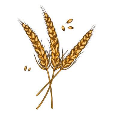 İşleme tarzında buğday dikenleri tasviri. Poster, kart, pankart, menü için tasarım ögesi. Vektör illüstrasyonu