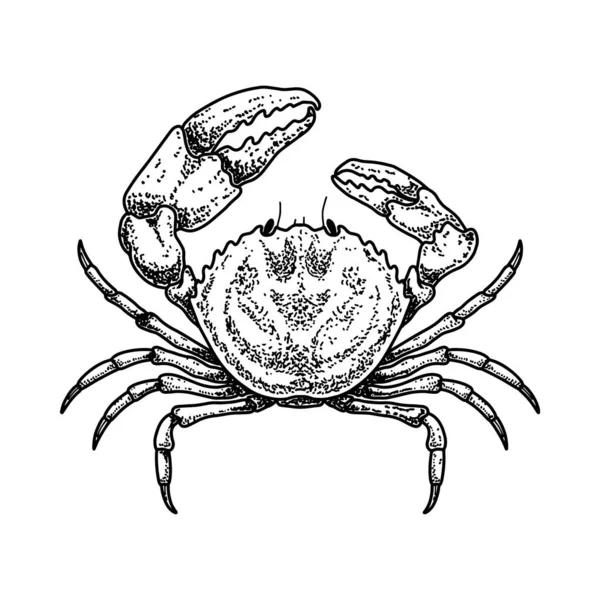 Εικονογράφηση Καβουριού Χαρακτικό Ύφος Στοιχείο Σχεδιασμού Λογότυπου Εμβλήματος Πινακίδας Αφίσας — Διανυσματικό Αρχείο