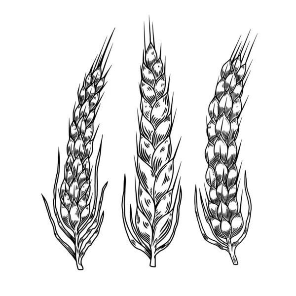 刻字风格的小麦小穗图解 菜单的设计元素 矢量说明 — 图库矢量图片