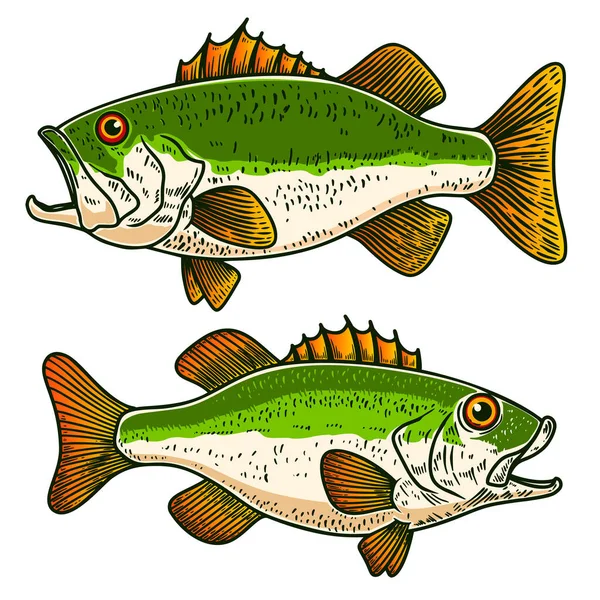 Иллюстрации Бас Рыбы Стиле Гравировки Элемент Дизайна Плаката Карточки Баннера — стоковый вектор