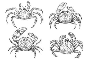 Kabartma tarzında yengeç çizimleri. Logo, amblem, işaret, poster, kart, pankart için tasarım elemanı. Vektör illüstrasyonu