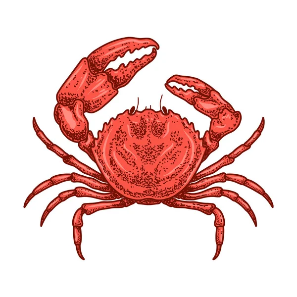 Ilustrasi Kepiting Dalam Gaya Ukiran Unsur Desain Untuk Logo Lambang - Stok Vektor