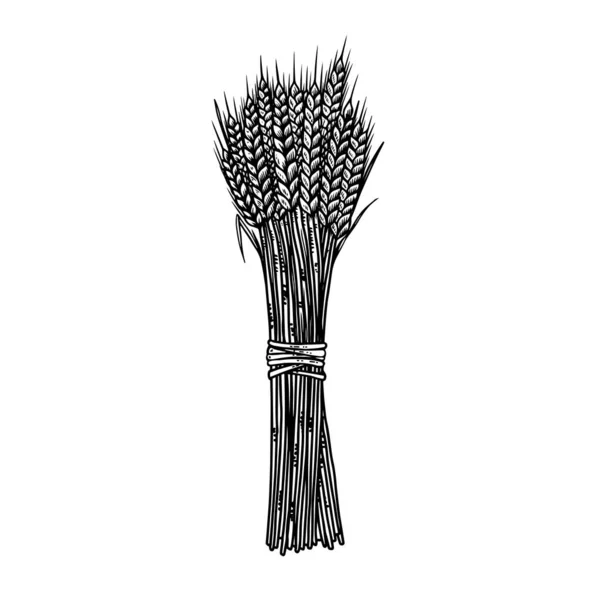 彫刻風の小麦の葉のイラスト エンブレム サイン ポスター カード バナー チラシのデザイン要素 ベクターイラスト — ストックベクタ
