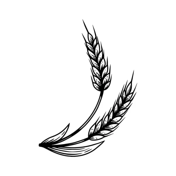 Ілюстрація Пшеничного Коктейлю Стилі Гравюри Елемент Дизайну Плаката Картки Банера — стоковий вектор