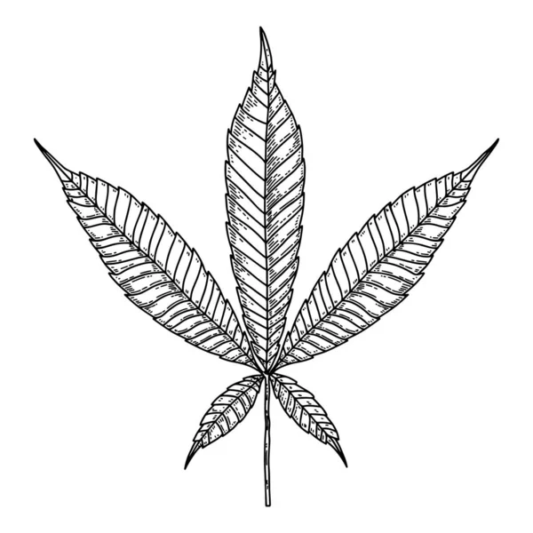 Illustration Des Marihuana Blattes Stich Stil Gestaltungselement Für Plakat Karte — Stockvektor