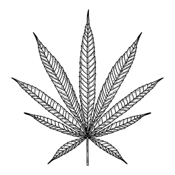 Illustration Marijuana Leaf Engraving Style Design Element Poster Card Banner — Stock Vector