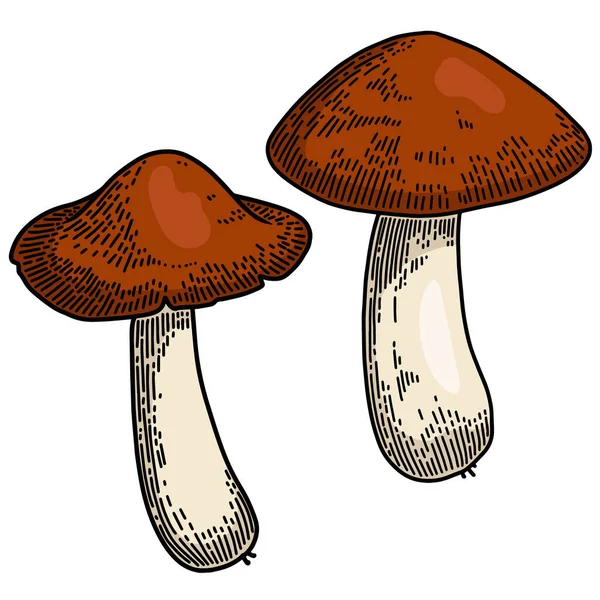 Illustration Von Pilzen Stich Stil Gestaltungselement Für Emblem Schild Plakat — Stockvektor