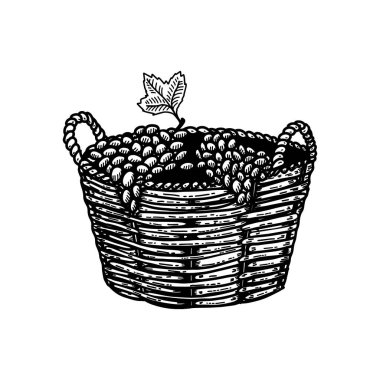 İşleme tarzında üzümlü sepet resmi. Poster, kart, pankart, imza için tasarım elemanı. Vektör illüstrasyonu