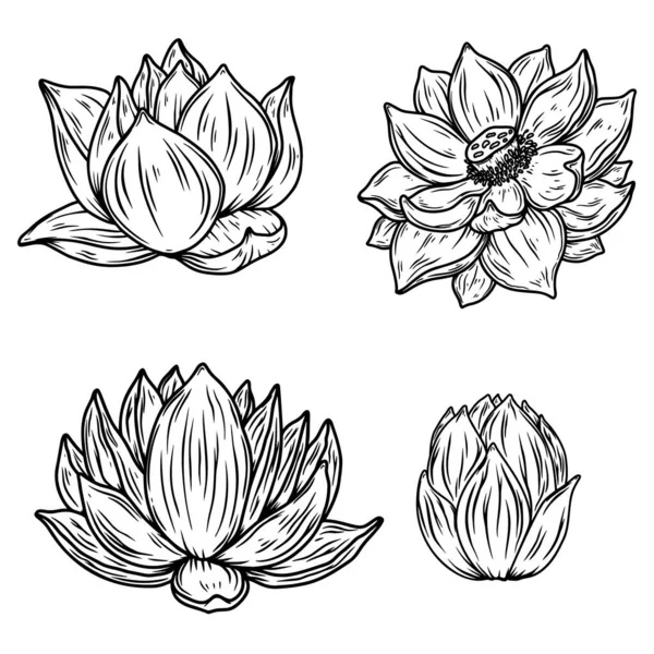 Set Illustraties Van Lotusbloem Graveerstijl Design Element Voor Embleem Teken — Stockvector