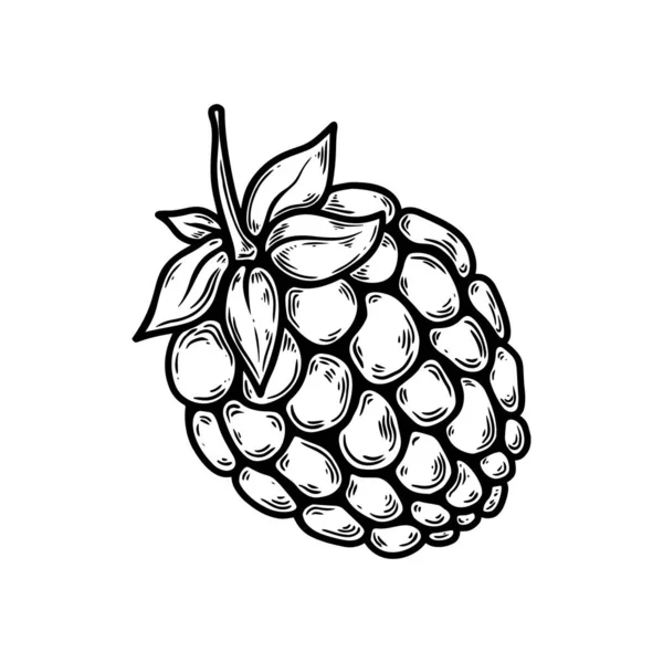 Illustration Raspberry Fruit Engraving Style Design Element Poster Card Banner — Stock Vector