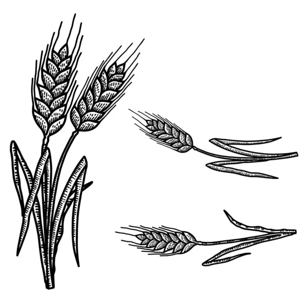 Набір Ілюстрацій Пшеничних Колосків Стилі Гравюри Елемент Дизайну Плаката Картки — стоковий вектор