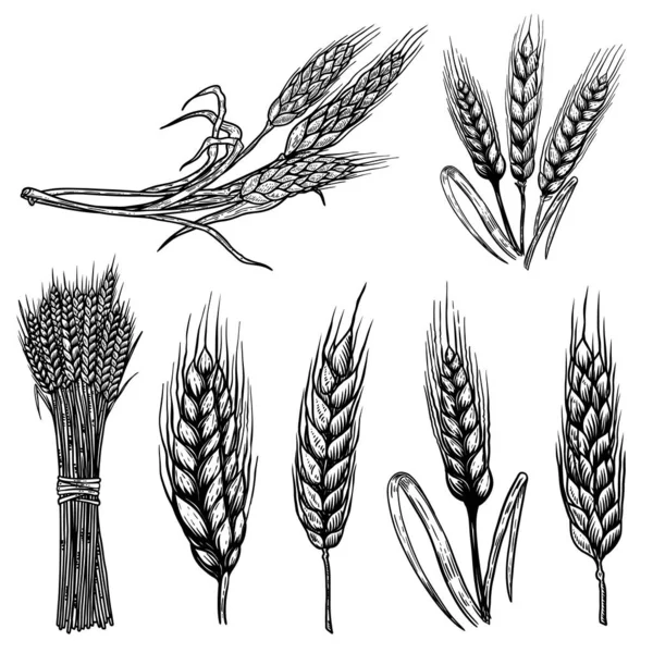 Набір Ілюстрацій Пшеничних Колосків Стилі Гравюри Елемент Дизайну Плаката Картки — стоковий вектор