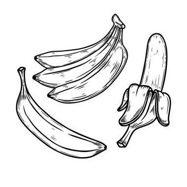 İşleme tarzında muz resimleme seti. Poster, kart, pankart, imza için tasarım elemanı. Vektör illüstrasyonu