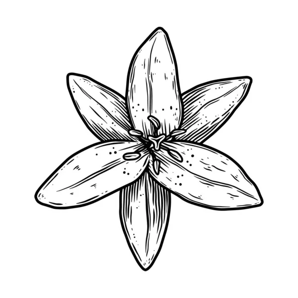 彫刻スタイルでユリの花のイラスト ポスター カード バナー サインのデザイン要素 ベクターイラスト — ストックベクタ
