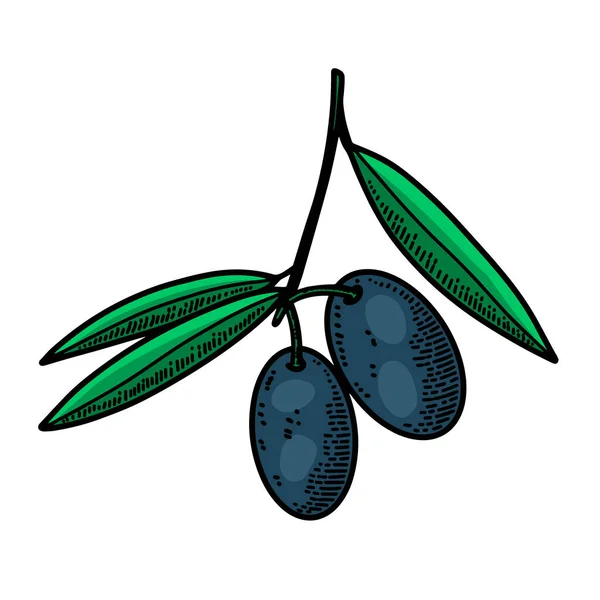 Illustration Olives Style Gravure Élément Conception Pour Affiche Carte Bannière — Image vectorielle