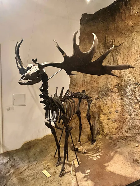 Moose Skeleton Stone Age — Stock Photo, Image