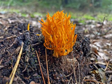 Ormanda düşen yaprakların arasında büyüyen bir mantar.