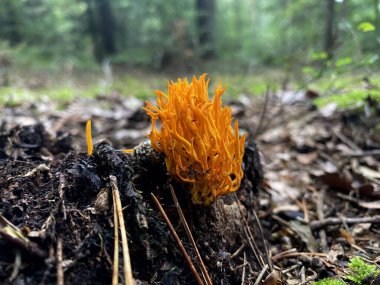 Ormanda düşen yaprakların arasında büyüyen bir mantar.