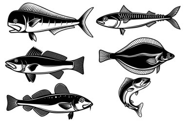Beyaz arka planda izole edilmiş deniz balığı çizimleri. Logo, etiket, işaret, amblem için tasarım ögesi. Vektör illüstrasyonu