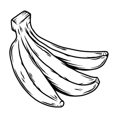 Muz tasviri. Tropik meyveler. Poster, menü, pankart, imza için tasarım ögesi. Vektör illüstrasyonu