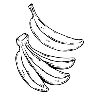 Muz tasviri. Tropik meyveler. Poster, menü, pankart, imza için tasarım ögesi. Vektör illüstrasyonu