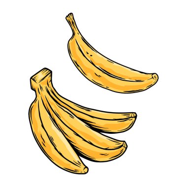 Muz tasviri. Tropik meyveler. Poster, menü, pankart, imza için tasarım ögesi. Vektör illüstrasyonu