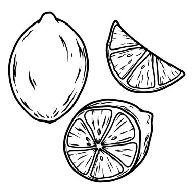 Limon çizimi. Tropik meyveler. Poster, menü, pankart, imza için tasarım ögesi. Vektör illüstrasyonu
