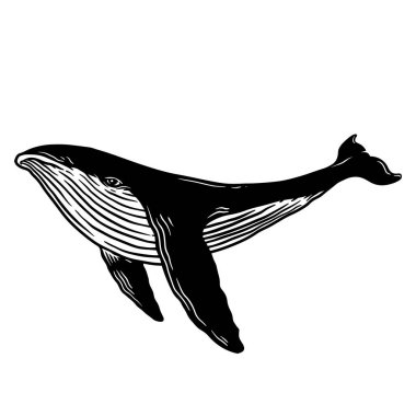 Balina tasviri. Poster, kart, pankart, amblem ve imza için tasarım öğesi. Vektör illüstrasyonu