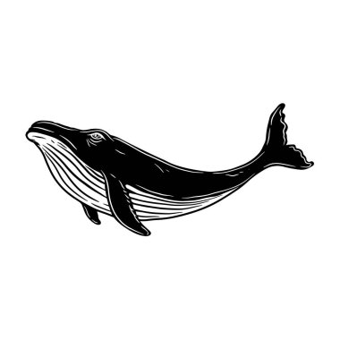 Balina tasviri. Poster, kart, pankart, amblem ve imza için tasarım öğesi. Vektör illüstrasyonu