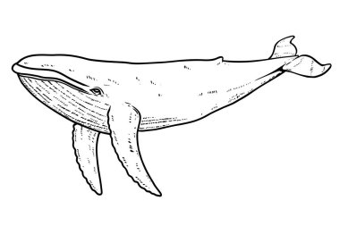 Balina tasviri. Poster, kart, pankart, amblem ve imza için tasarım öğesi. Vektör illüstrasyonu